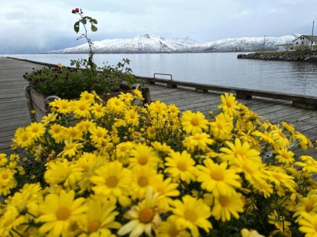 1. Etg I Dampskipsbrygga, Lodingen Havn المظهر الخارجي الصورة